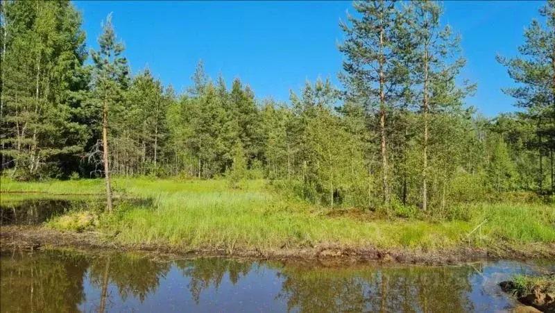 Участок в Ленинградская область, Всеволожское городское поселение, ... - Фото 2