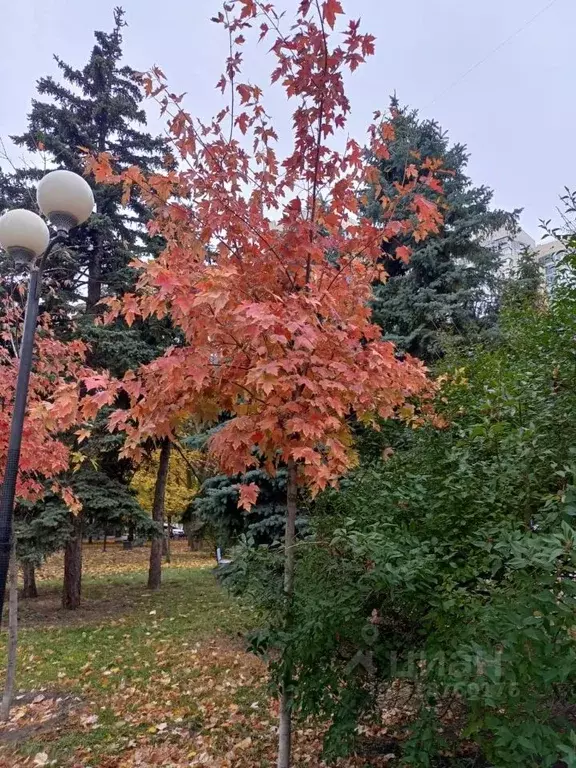 2-к кв. Ростовская область, Ростов-на-Дону Петровская ул. (41.1 м) - Фото 0
