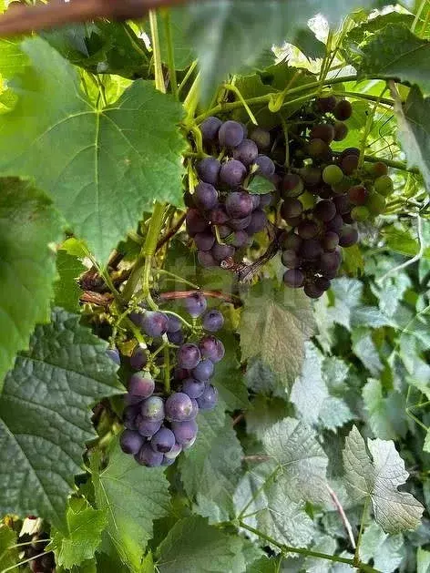 Дом в Тюменская область, Тюмень СОСН Париж тер., ул. Веселая (51 м) - Фото 1