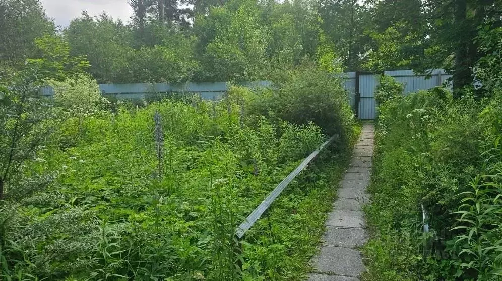 Участок в Ленинградская область, Ломоносовский район, Лебяженское ... - Фото 1
