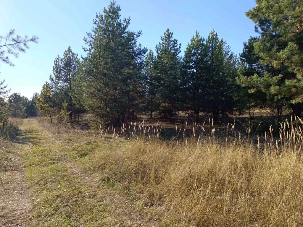 Участок в Самарская область, Красноярский район, Новый Буян с/пос, с. ... - Фото 2