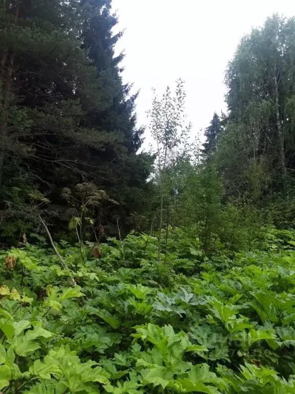 Участок в Коми, Сыктывдинский район, Лэзым муниципальное образование, ... - Фото 1