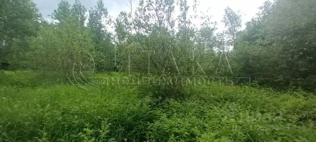 Участок в Ленинградская область, Гатчинский район, д. Малое Верево ш. ... - Фото 1