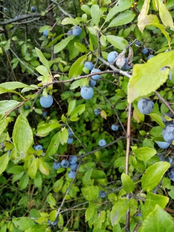 Дом в Пензенская область, Пензенский район, Богословский сельсовет, ... - Фото 1