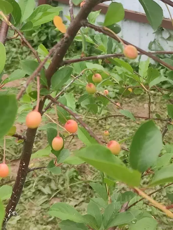 Дом в Московская область, Шаховская муниципальный округ, д. ... - Фото 2