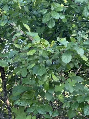 Дача 17 м на участке 8 сот. - Фото 0