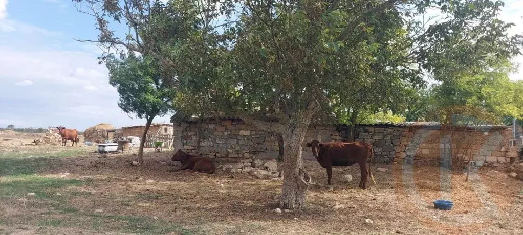 Участок в Крым, Черноморский район, Окуневское с/пос, с. ... - Фото 2