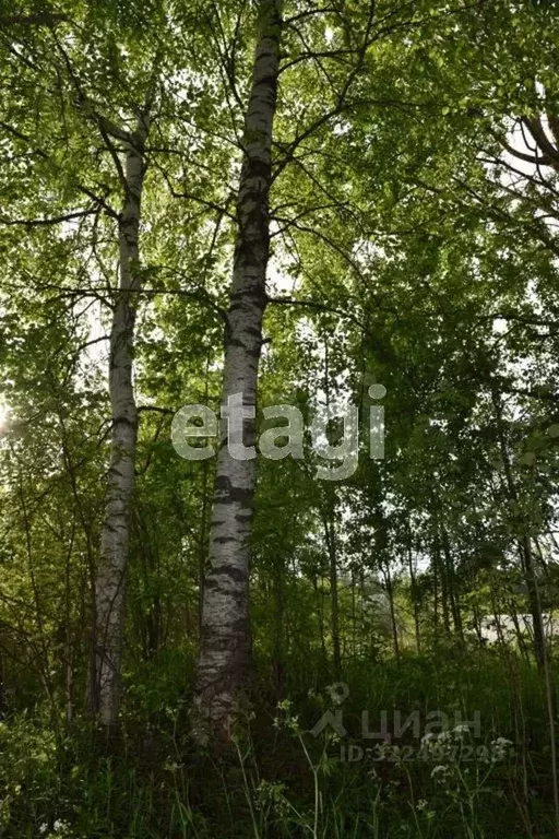 Участок в Вологодская область, Шекснинский муниципальный округ, д. ... - Фото 2
