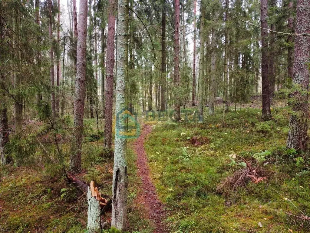 Участок в Ленинградская область, Всеволожский район, Куйвозовское ... - Фото 1