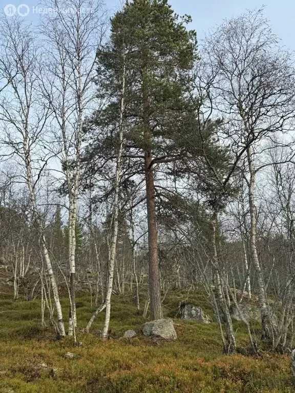 Участок в Кольский район, сельское поселение Тулома, село Тулома (7 м) - Фото 1