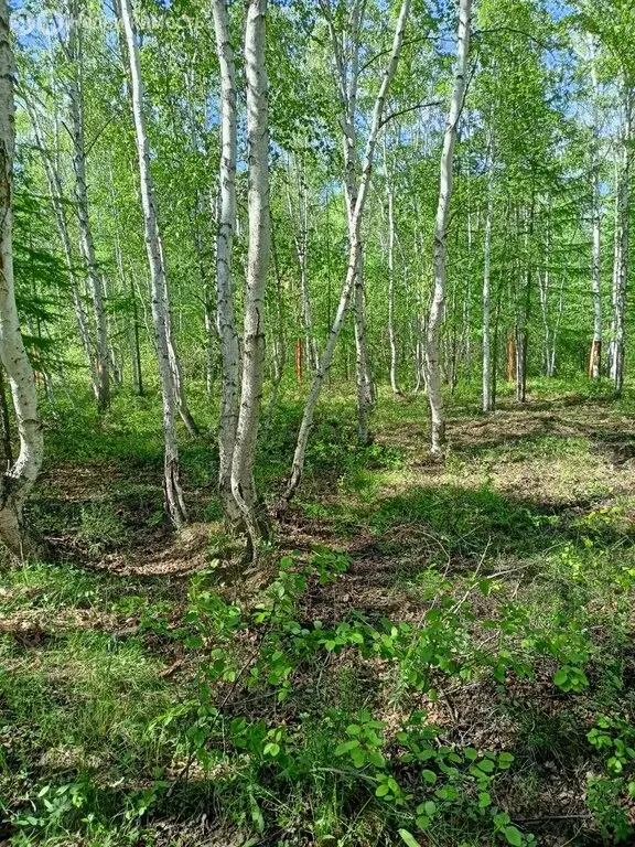 Участок в Якутск, Вилюйский тракт, 4-й километр (7 м) - Фото 1