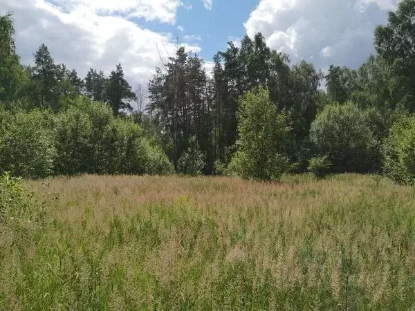 Участок в Московская область, Богородский городской округ, д. Аборино  ... - Фото 1