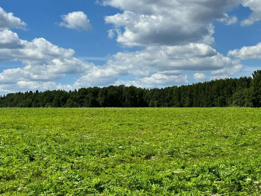 Участок в Московская область, Солнечногорск городской округ, д. Мостки ... - Фото 0