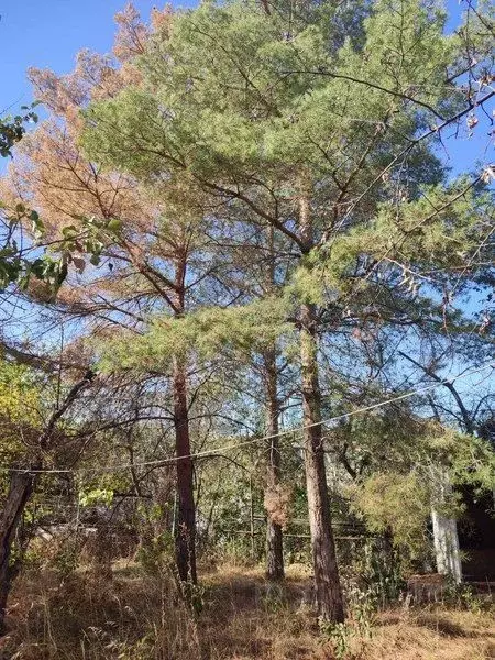 Дом в Волгоградская область, Среднеахтубинский район, Фрунзенское ... - Фото 0