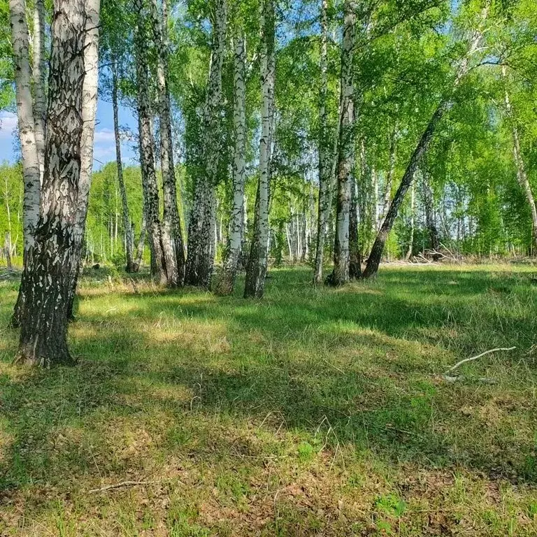 Участок в Курганская область, Кетовский муниципальный округ, д. Лукино ... - Фото 1