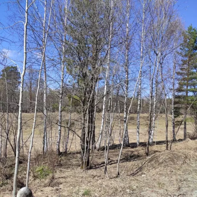 Участок в Алтай, Турочакский район, с. Дмитриевка  (6.0 га.) - Фото 1