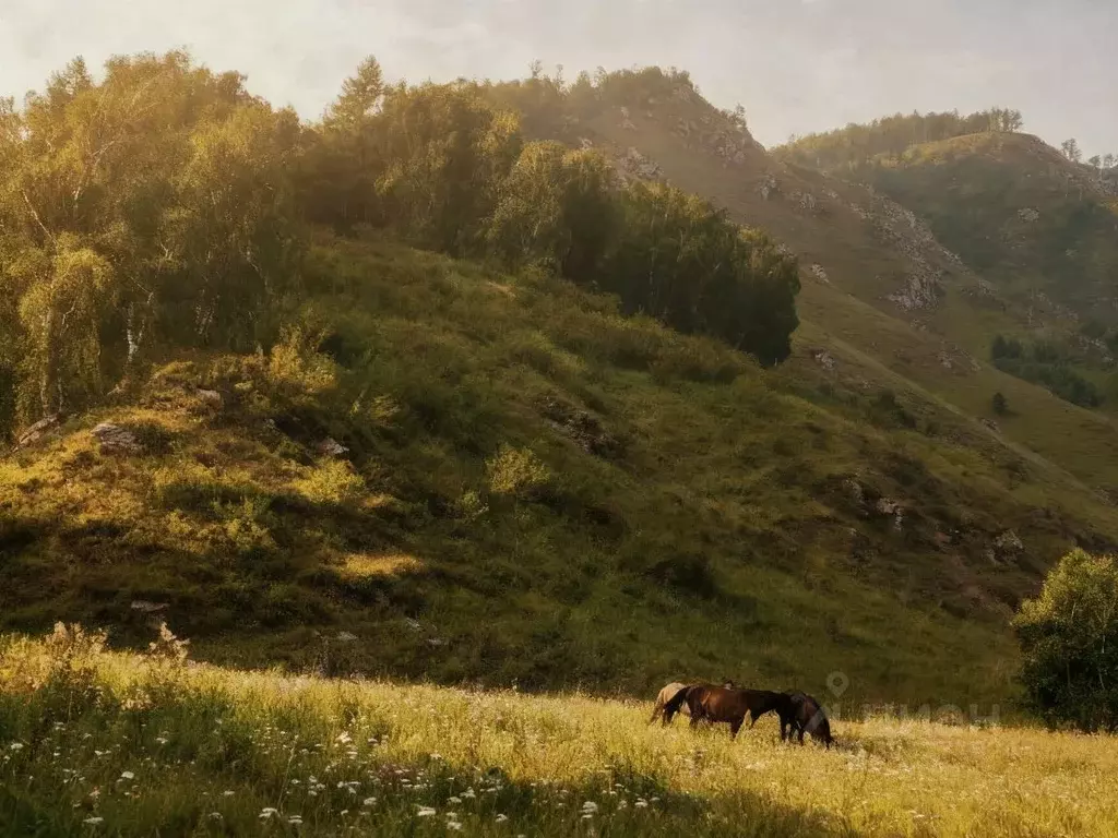 Участок в Алтай, Чемальский район, Куюсское с/пос  (10.28 сот.) - Фото 2