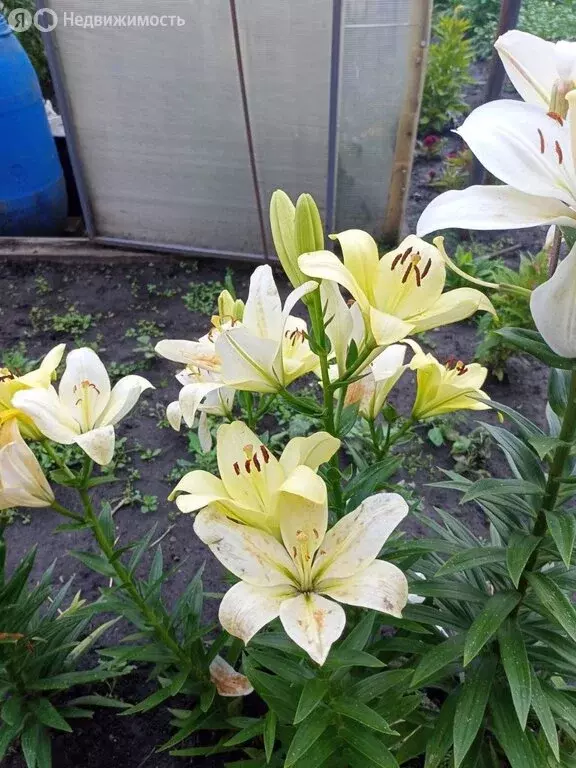 Участок в Омск, садоводческое некоммерческое товарищество Мечта, 92 ... - Фото 1