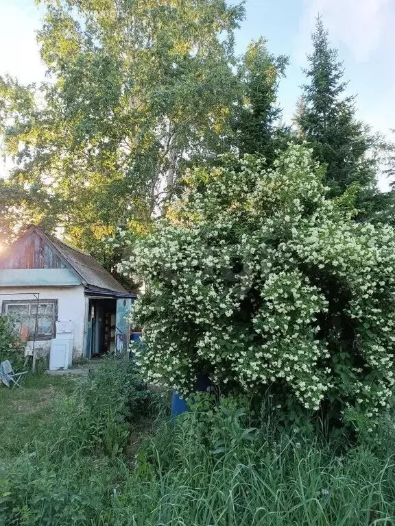 Участок в Омск, территория СОСН Берёзка, 11-я аллея (6 м) - Фото 2