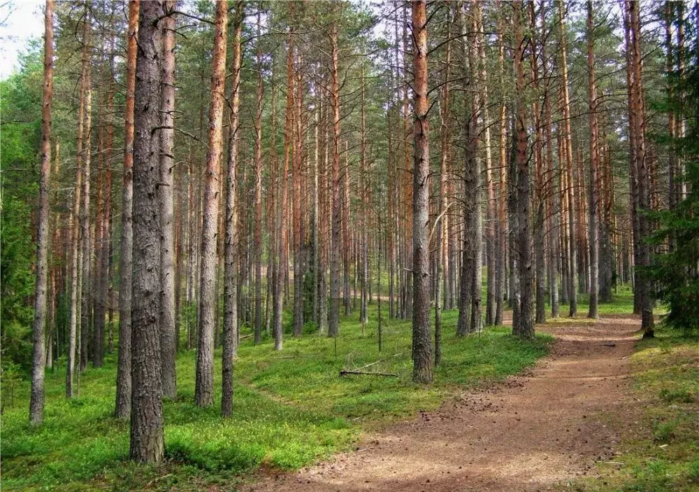 Участок 5,1 сот. (ИЖС) - Фото 1