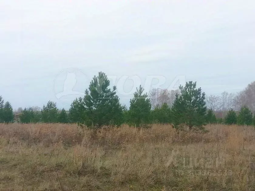 Участок в Тюменская область, Тюменский район, Новокаменский кп  (21.0 ... - Фото 1