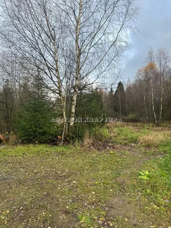 Продается участок в с. Локотня - Фото 2
