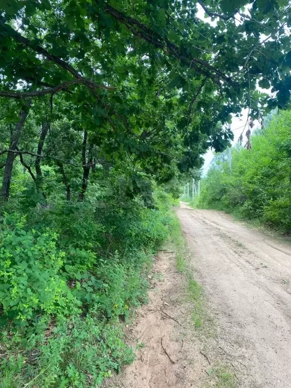 Участок в Амурская область, Благовещенский район, Амурская правда СТ  ... - Фото 1