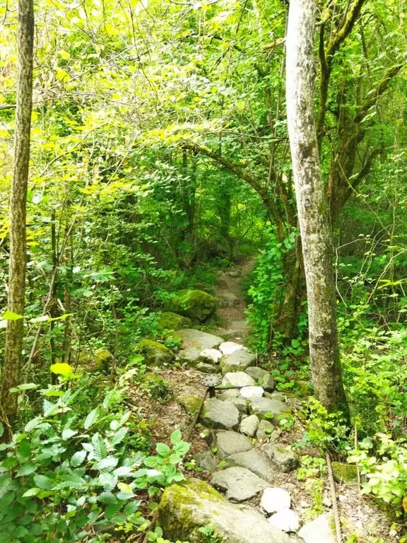 Участок в Краснодарский край, Хадыженск Апшеронский район, Лесник ... - Фото 1