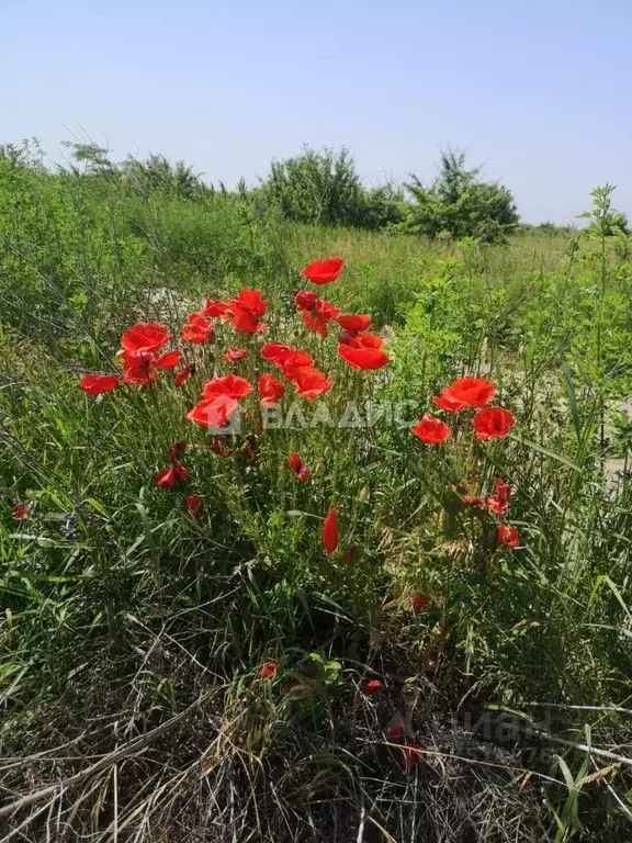 Участок в Краснодарский край, Апшеронск Полевая ул. (26.5 сот.) - Фото 0