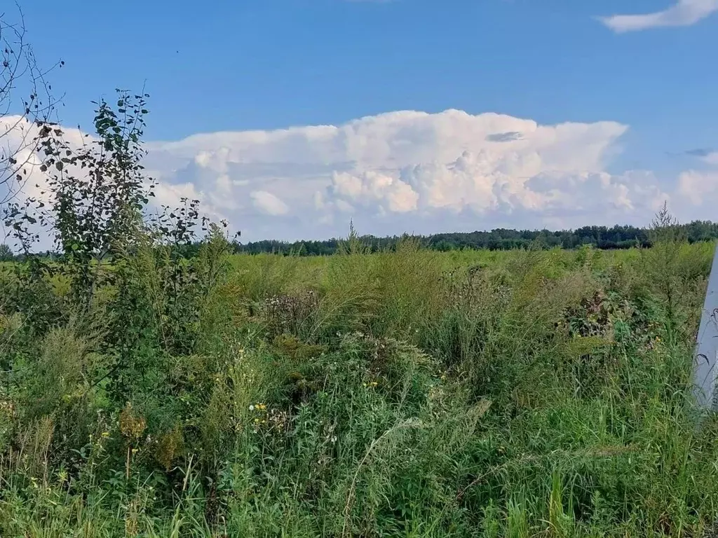 Участок в Хабаровский край, Хабаровский район, Тополевское с/пос, с. ... - Фото 2