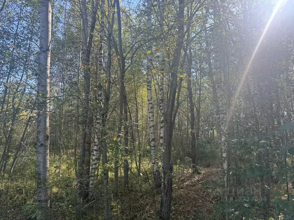 Участок в Московская область, Солнечногорск городской округ, д. Мостки ... - Фото 0