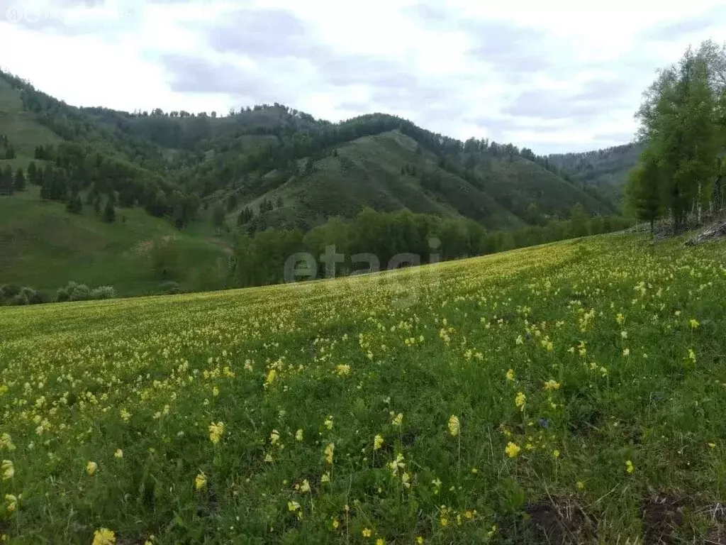 Участок в Чемальский район, село Эдиган (1317.86 м) - Фото 1