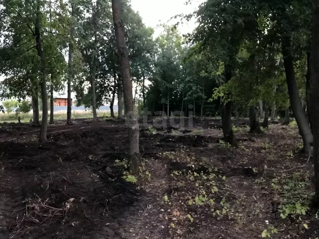 Участок в Мордовия, Лямбирский район, с. Берсеневка ул. Восточная, 46 ... - Фото 2