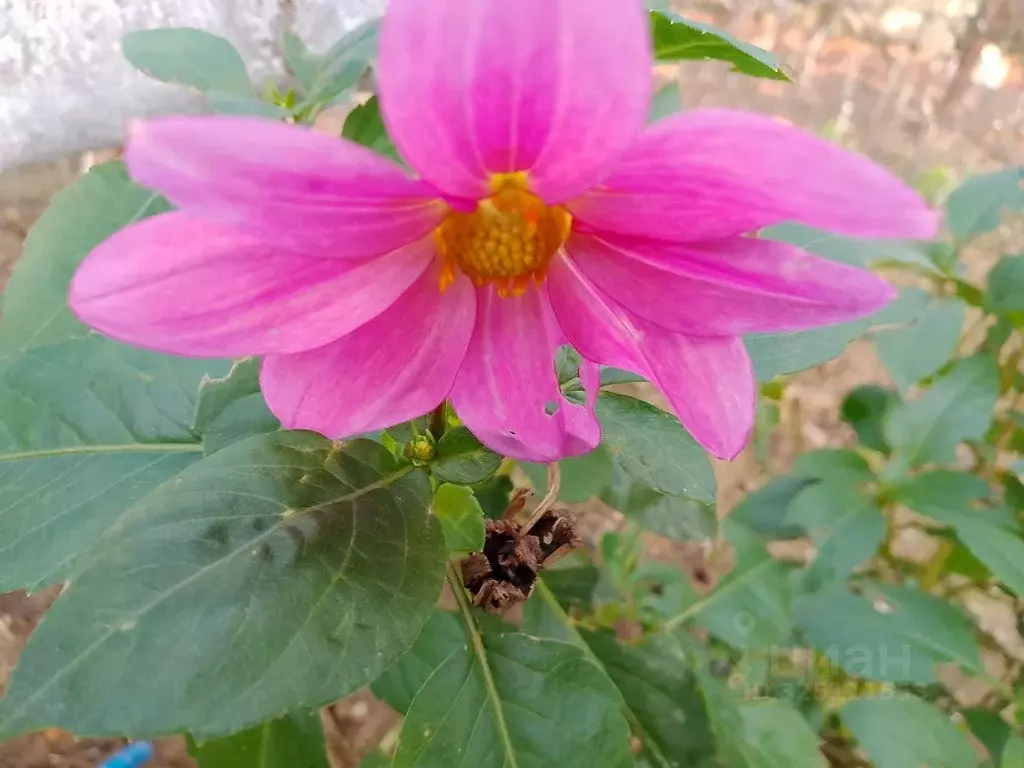 Дом в Крым, Алушта муниципальный округ, с. Малый Маяк ул. ... - Фото 2