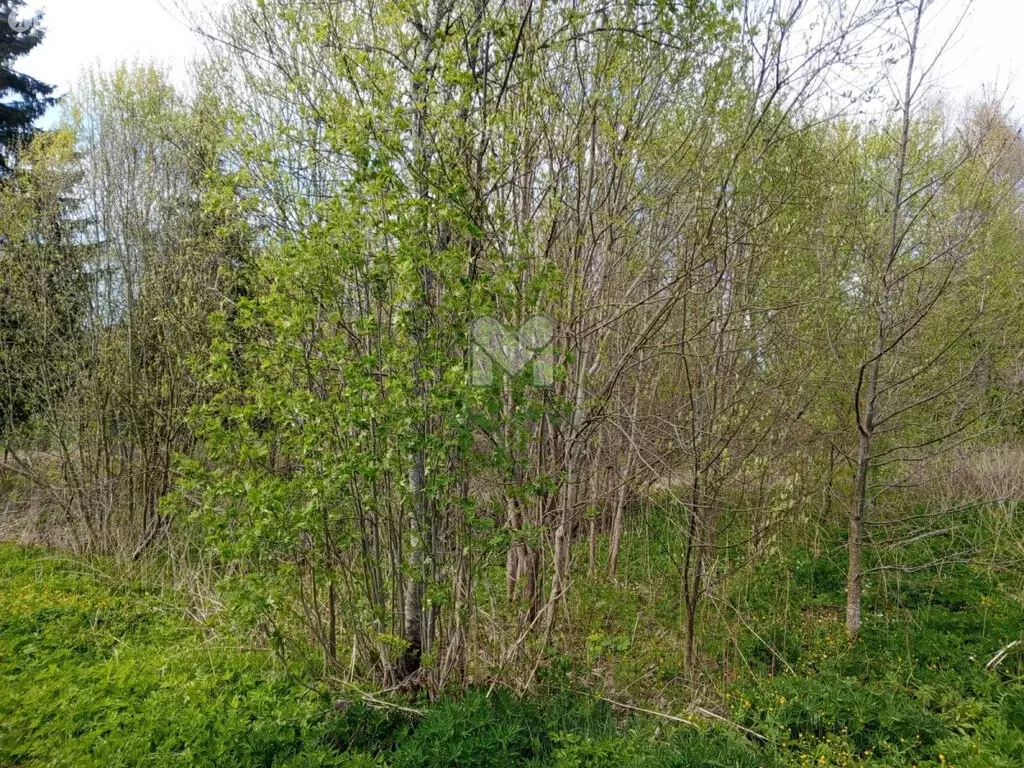 Участок в Большелуцкое сельское поселение, садоводческий массив Солка, ... - Фото 1