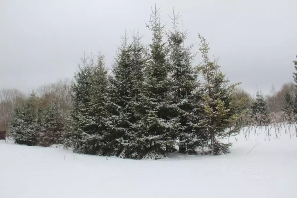 Участок в Московская область, Шаховская муниципальный округ, д. Паново ... - Фото 1