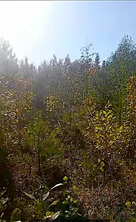 Участок в Вологодская область, Великоустюгский муниципальный округ, ... - Фото 2