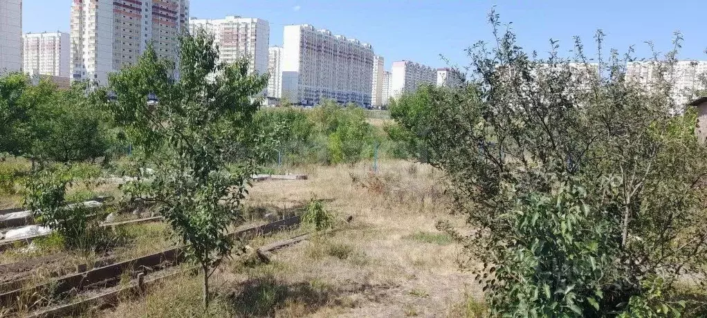 Участок в Ростовская область, Ростов-на-Дону Защитник садовое ... - Фото 0
