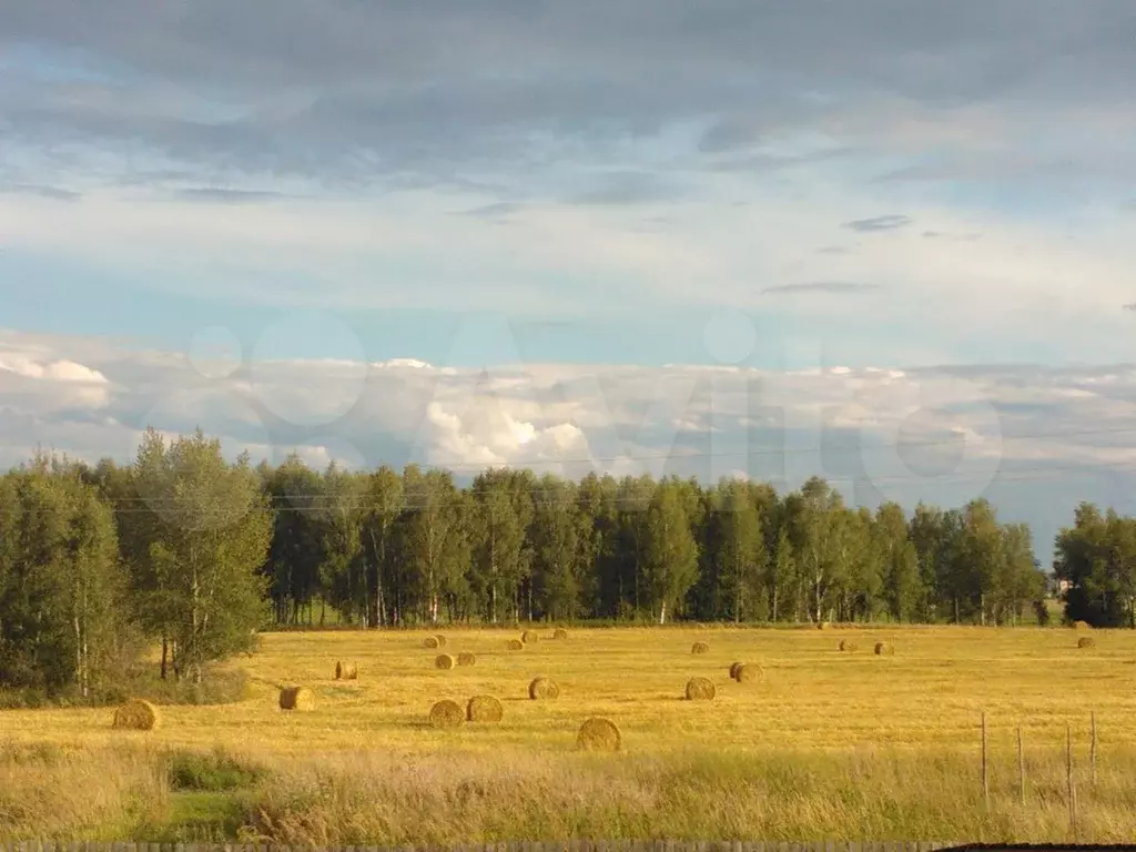 Можайск моденово. Деревня Шебаршино Можайского района.