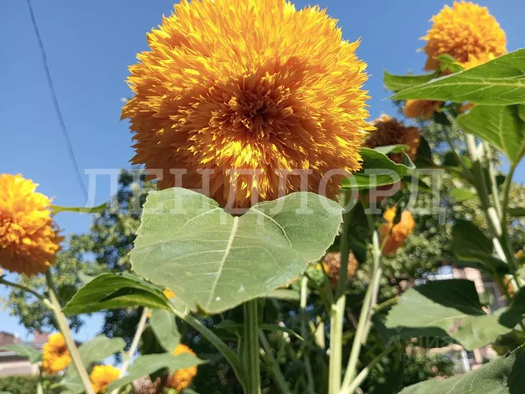 Участок в Ростовская область, Ростов-на-Дону Сортовой пер. (4.5 сот.) - Фото 2