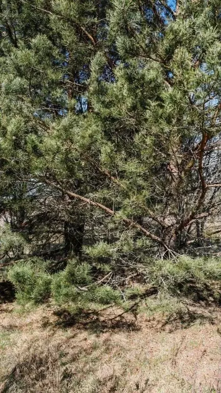 Участок в Ленинградская область, Приозерский район, Красноозерное ... - Фото 1