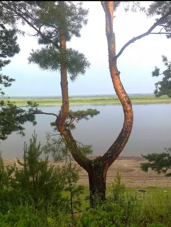 Участок в Томская область, Томский район, с. Курлек  (27.0 сот.) - Фото 0