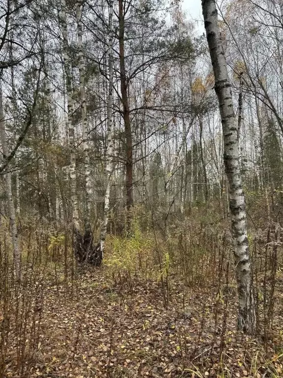 Участок в Брянская область, Брянский район, Нетьинское с/пос, ... - Фото 2