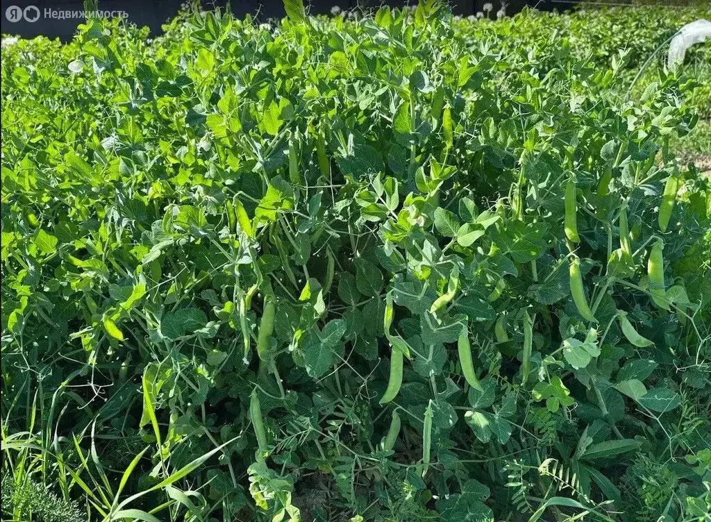 Участок в село Рождествено, коттеджный посёлок Рождествено (10 м) - Фото 2