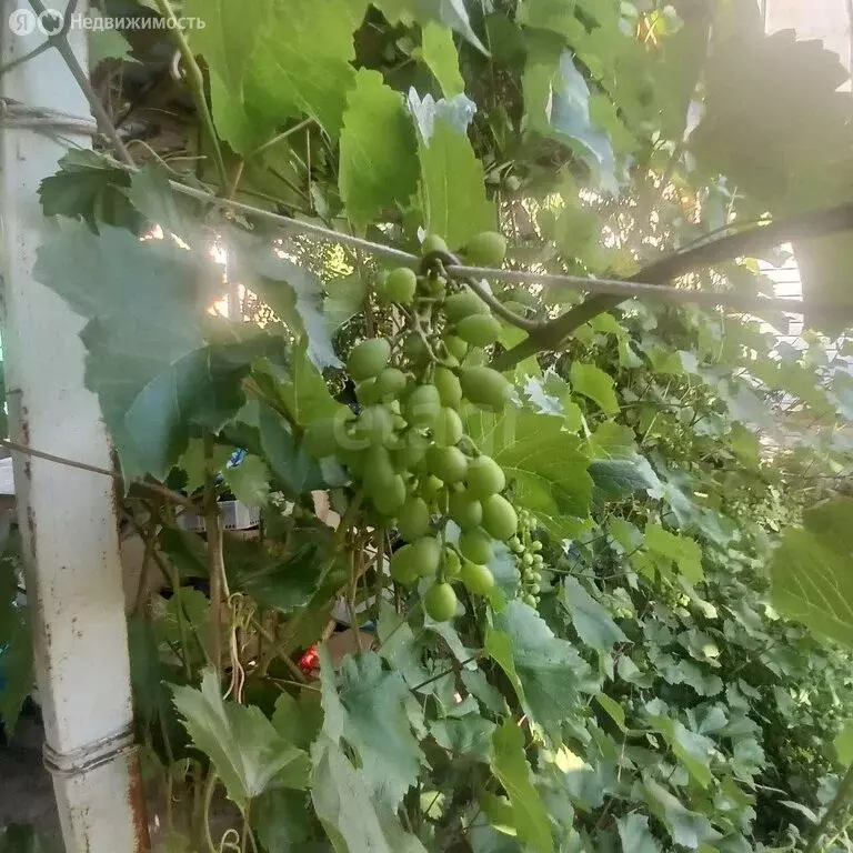 Дом в Энгельсский район, Терновское муниципальное образование, СНТ ... - Фото 1