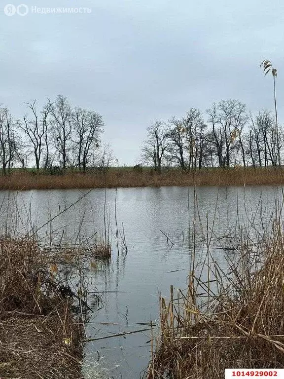 Участок в Динской район, Первореченское сельское поселение, село ... - Фото 2