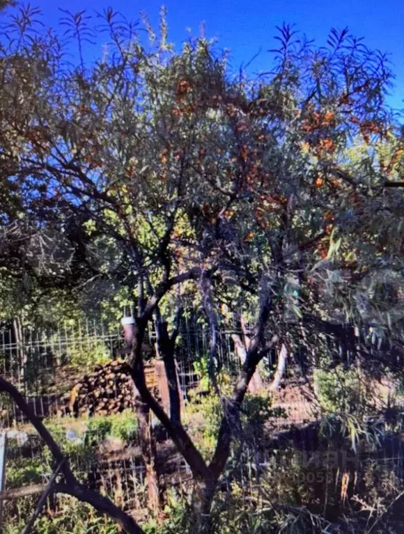 Участок в Самарская область, Жигулевск Имени Мичурина 2-3 участков ... - Фото 1