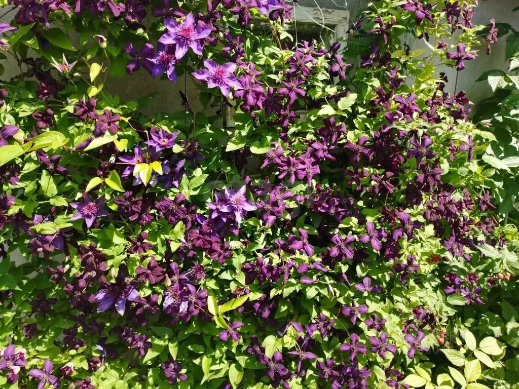 Дом в Тюменская область, Тюмень Березняки-2 садовое товарищество, ул. ... - Фото 0