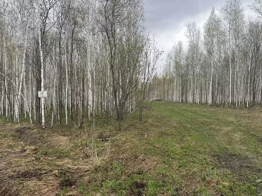 Участок в Новосибирская область, Мошковский район, Недача кп  (8.6 ... - Фото 1