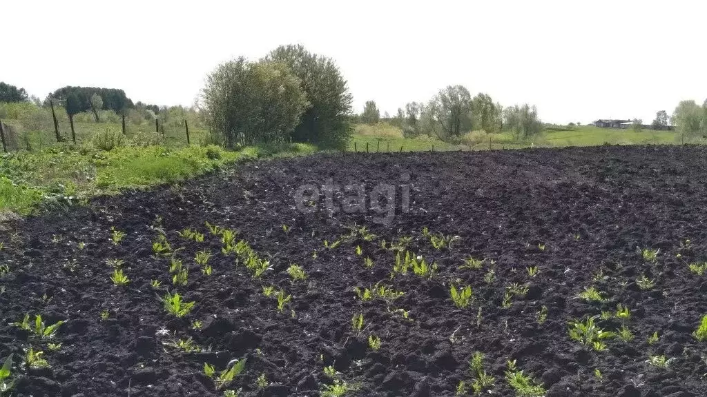 Участок в Бирский район, Бурновский сельсовет, село Старобурново (10 ... - Фото 1